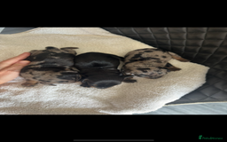 Miniature Dachshund dogs for sale: Beautiful kc registered miniature dachshunds  - Image 5
