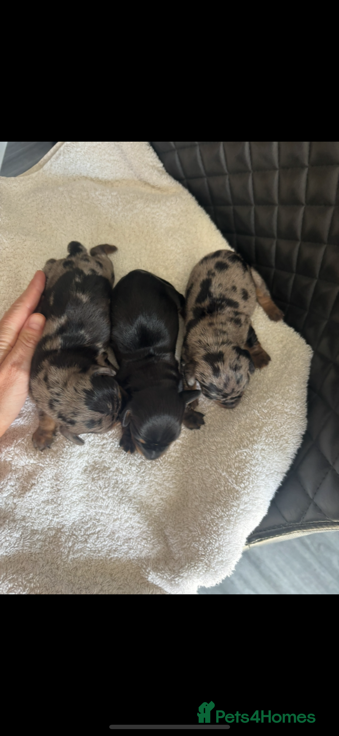 Miniature Dachshund dogs for sale: Beautiful kc registered miniature dachshunds  - Image 5