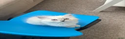 Ragdoll cats for sale: Ragdoll kitten  in London - Advert 3