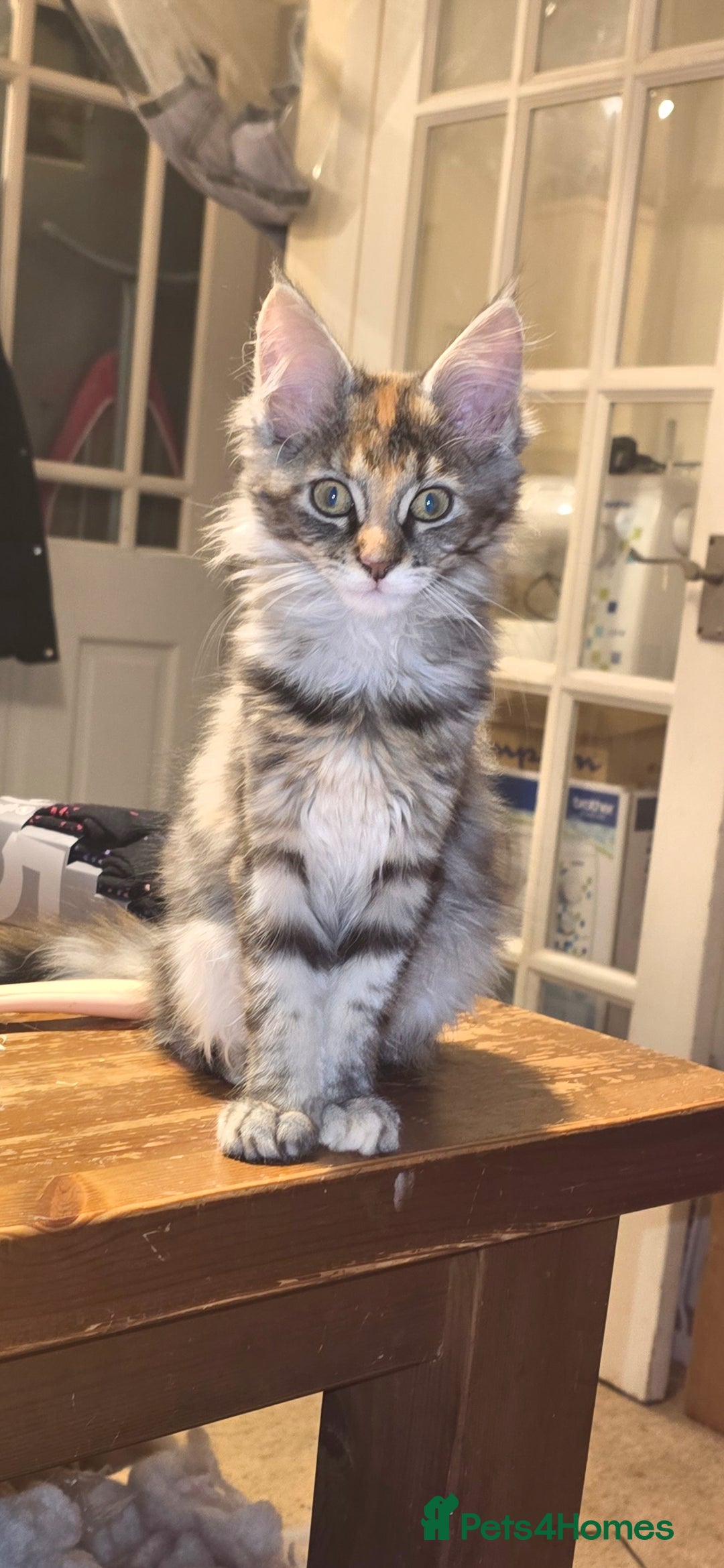 Maine Coon cats for sale: 5 beautiful maine coon ready to go - Advert 5