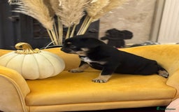 Frug dogs for sale: Frug Puppy **1 left** - Advert 8