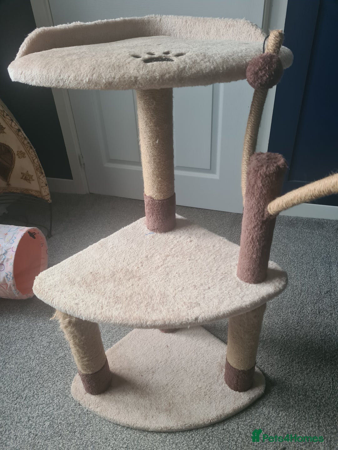 Mixed Breed cats for sale: Kitty - 1 year old, Tabby Cat - Advert 5