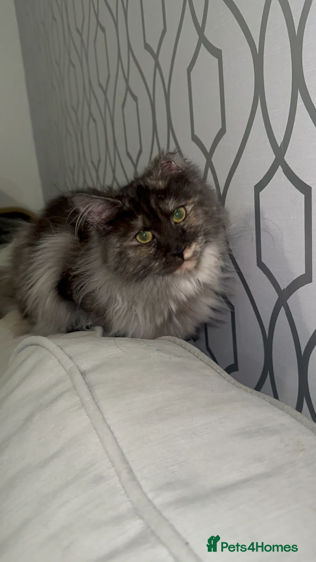Maine Coon cats for sale: TICA Registered Female - Advert 4