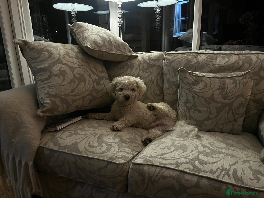 Bichon Frise dogs for sale: 2 year old male neutered bichon frise in Wrexham - Advert 2