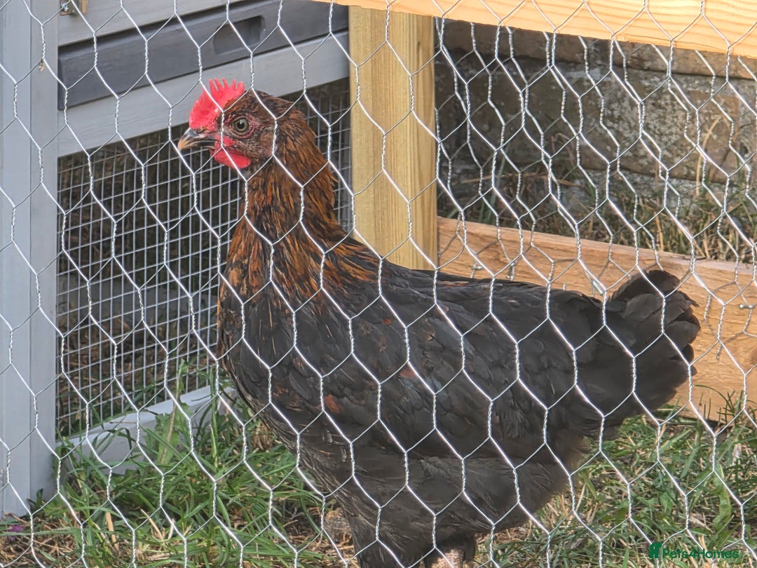Chickens poultry for sale: 7 week old Cooper maran  - Image 2