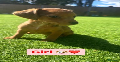 Jack Russell dogs - Advert 16