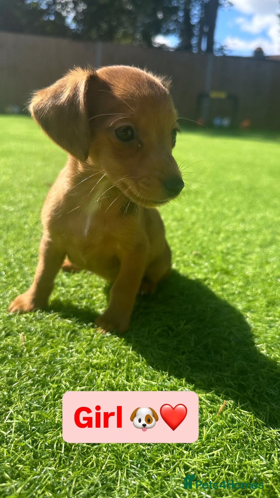 Jack Russell dogs for sale: Jack RussellxMini Dachshund ready to leave NOW 🏠 - Image 2