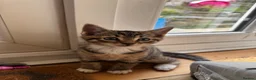 Mixed Breed cats for sale: Mixed marble litter - Advert 3
