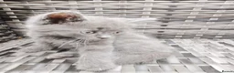 British Shorthair cats for sale: 🐾🚨ATTENTION:PROFESSIONAL CUDDLE MONSTERS 🚨🐾 - Advert 4
