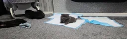 Chow Chow dogs for sale: Kc registered violet chow chows  - Advert 29