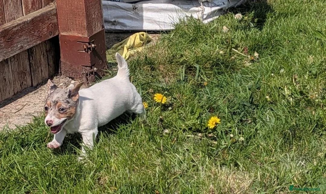 Mixed Breed dogs for sale: Dahs x Pom pups  in Nottingham - Advert 4