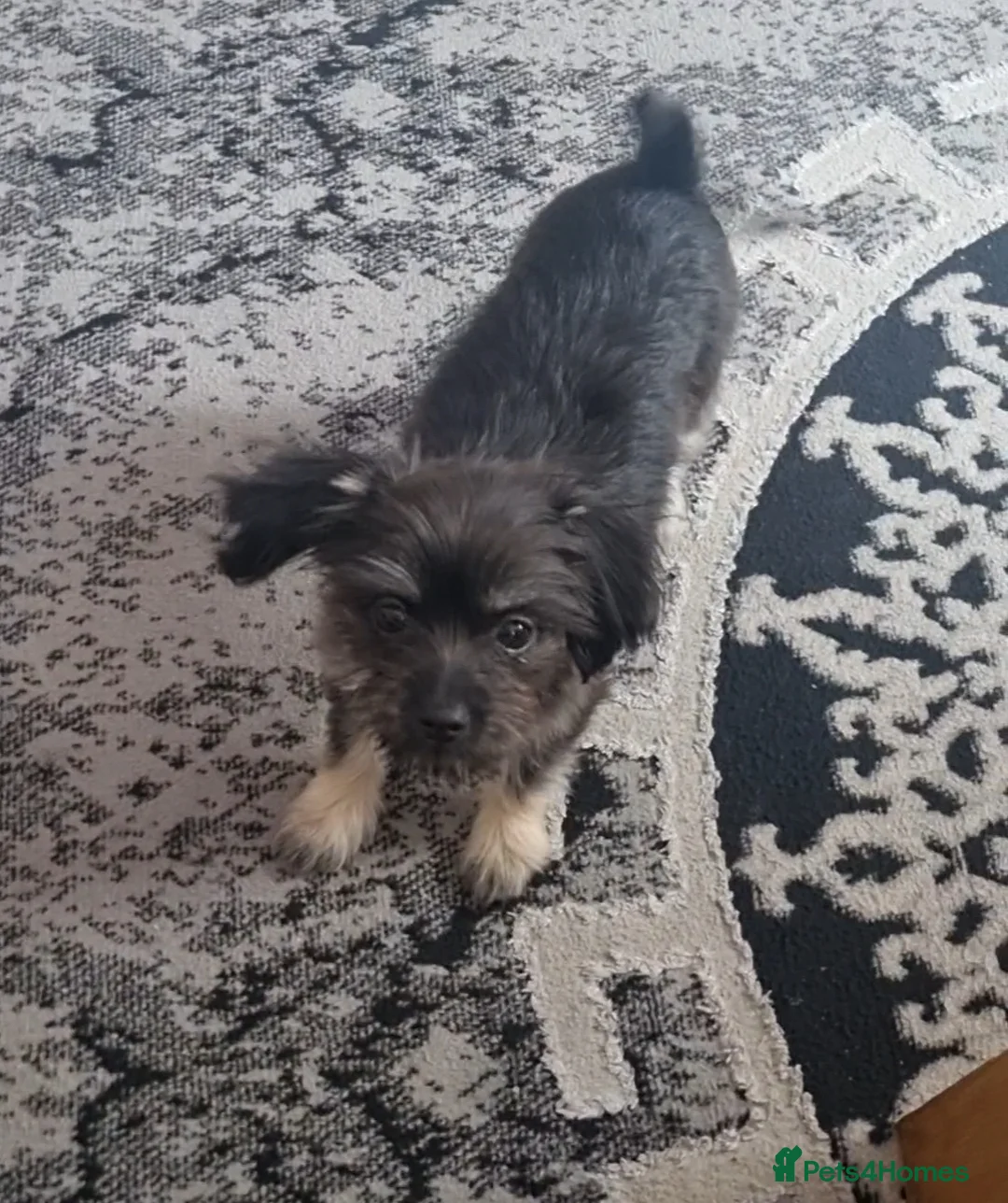 Mixed Breed dogs for sale: Mini Yorkshire  in Huddersfield - Advert 2