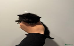 Mixed Breed cats for sale: 2 female kittens   - Image 6