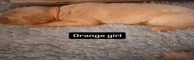 Labrador Retriever Puppy 5