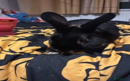 Netherland Dwarf rabbits for sale: rabbits for sale - Advert 4