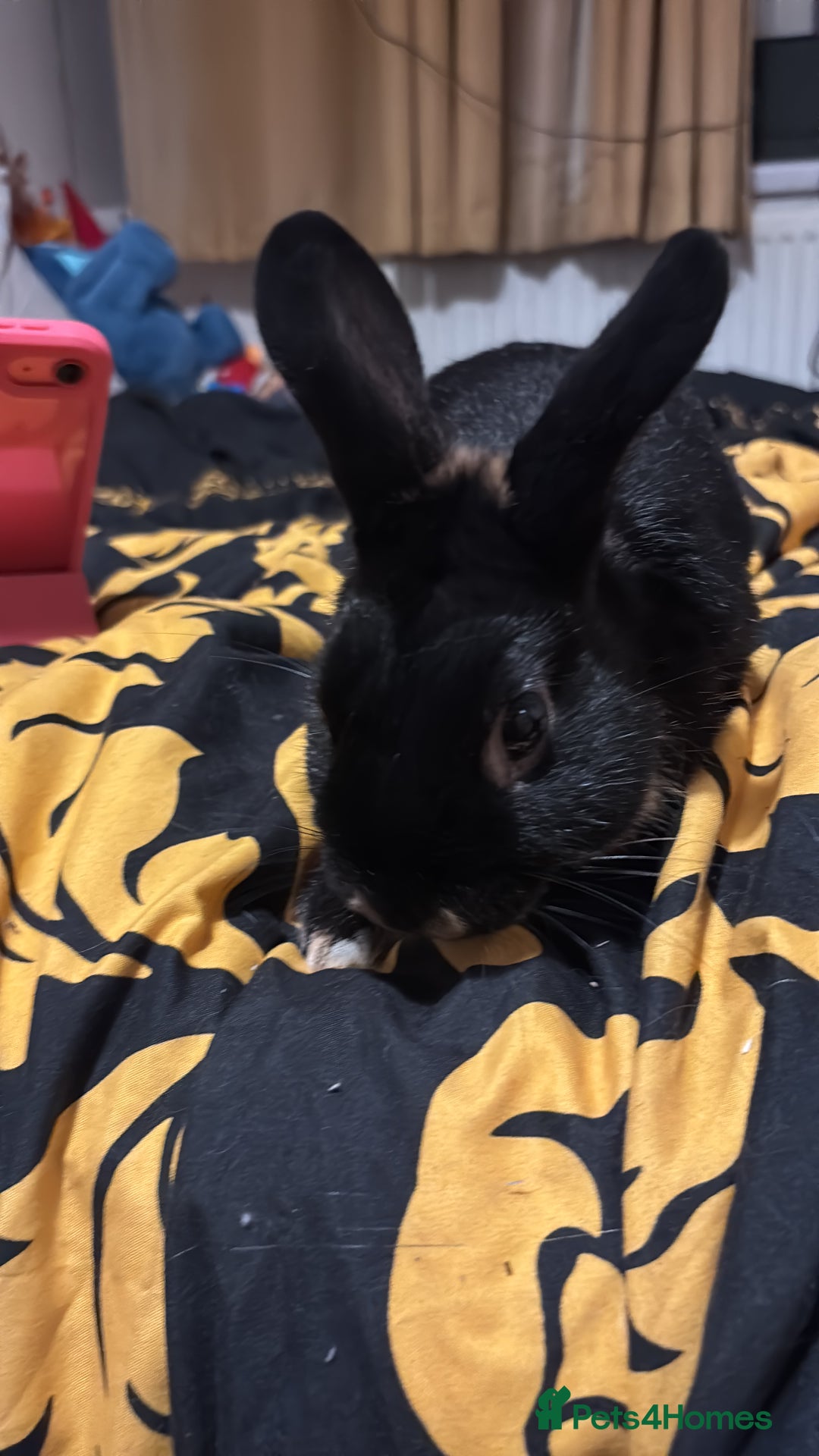 Netherland Dwarf rabbits for sale: rabbits for sale - Advert 4
