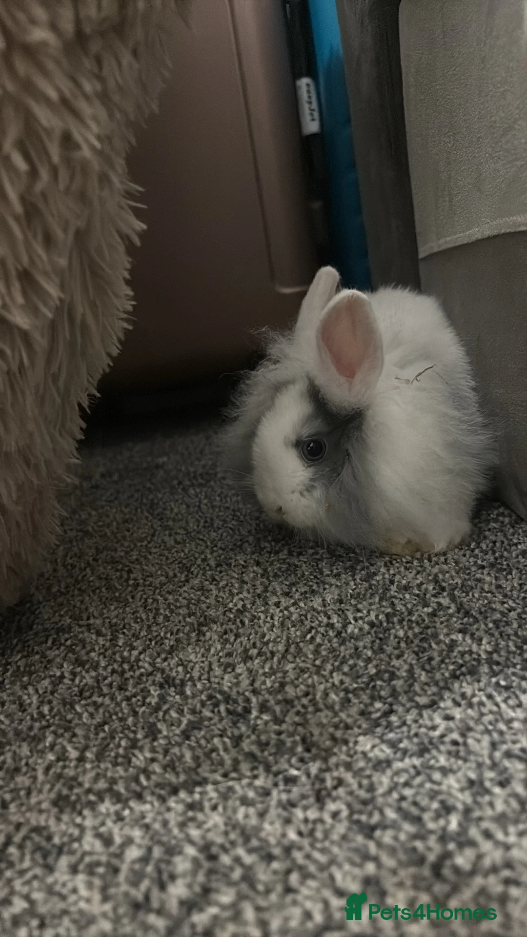 Mixed Breed rabbits for sale: 2 baby bunnies - Advert 5