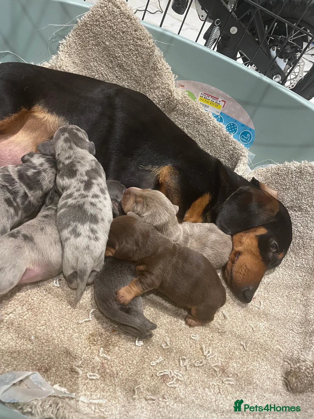 Dachshund dogs for sale: Full breed dachshund  - Advert 8