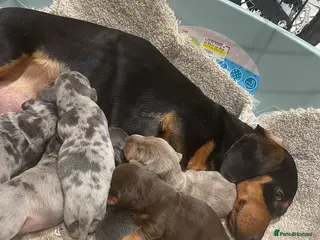 Dachshund dogs Full breed dachshund - Advert 20