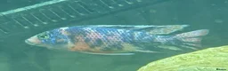 Cichlids fish for sale: Peacock Marble cichlids - Advert 5