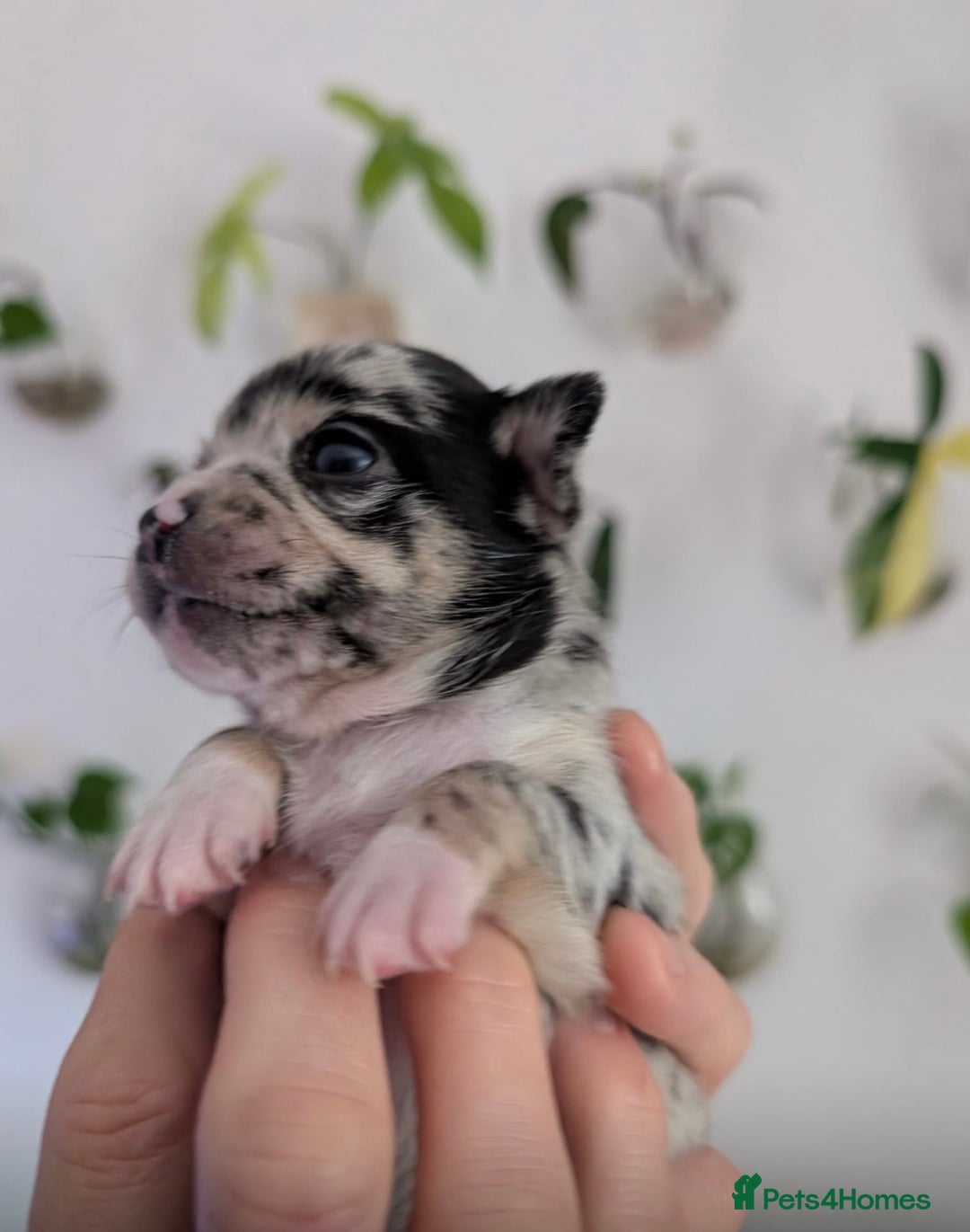 Chihuahua dogs for sale: Beautiful Merle Chihuahua Puppies 🐶  - Advert 32