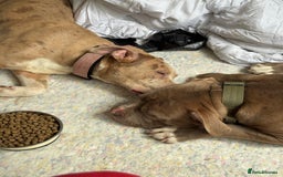 Mixed Breed dogs for sale: Brother and sister - Image 5