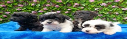 Jackapoo dogs for sale: BEAUTIFUL 1 ST GEN JACKAPOO HEALTH TESTED PARENTS  - Advert 1