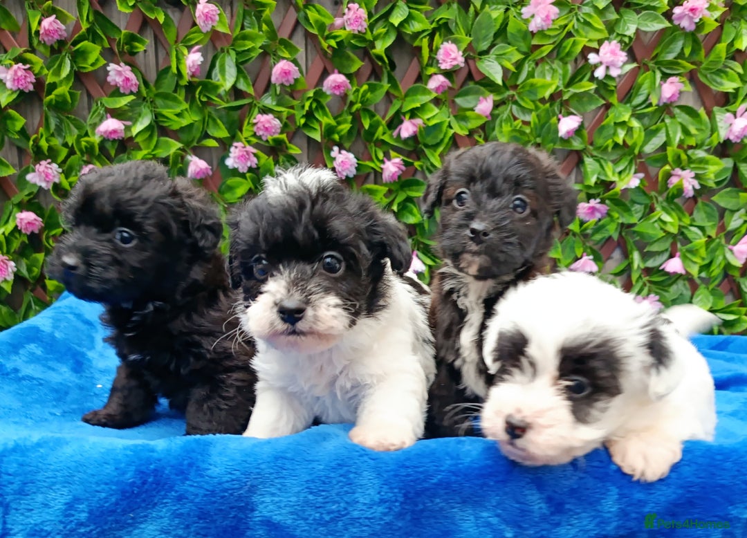 Jackapoo dogs for sale: BEAUTIFUL 1 ST GEN JACKAPOO HEALTH TESTED PARENTS  - Advert 1