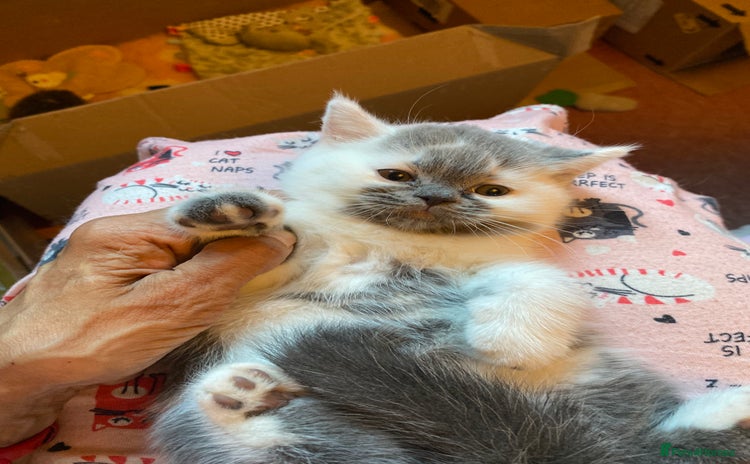 British Shorthair cats - Advert 16