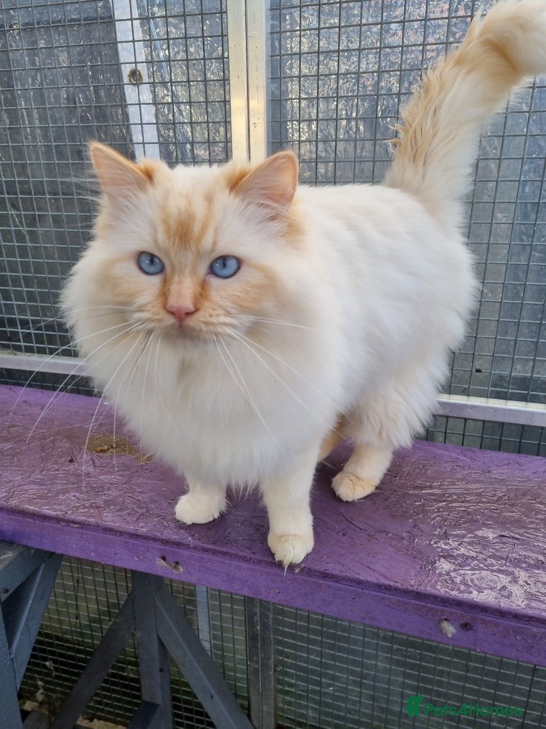 Ragdoll cats for stud: GCCF Active ragdoll stud. in Spalding - Image 3