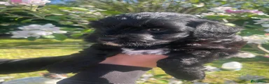 Jackapoo Puppy 4