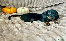 Dachshund dogs for sale: Dachshunds mini puppies   - Image 28