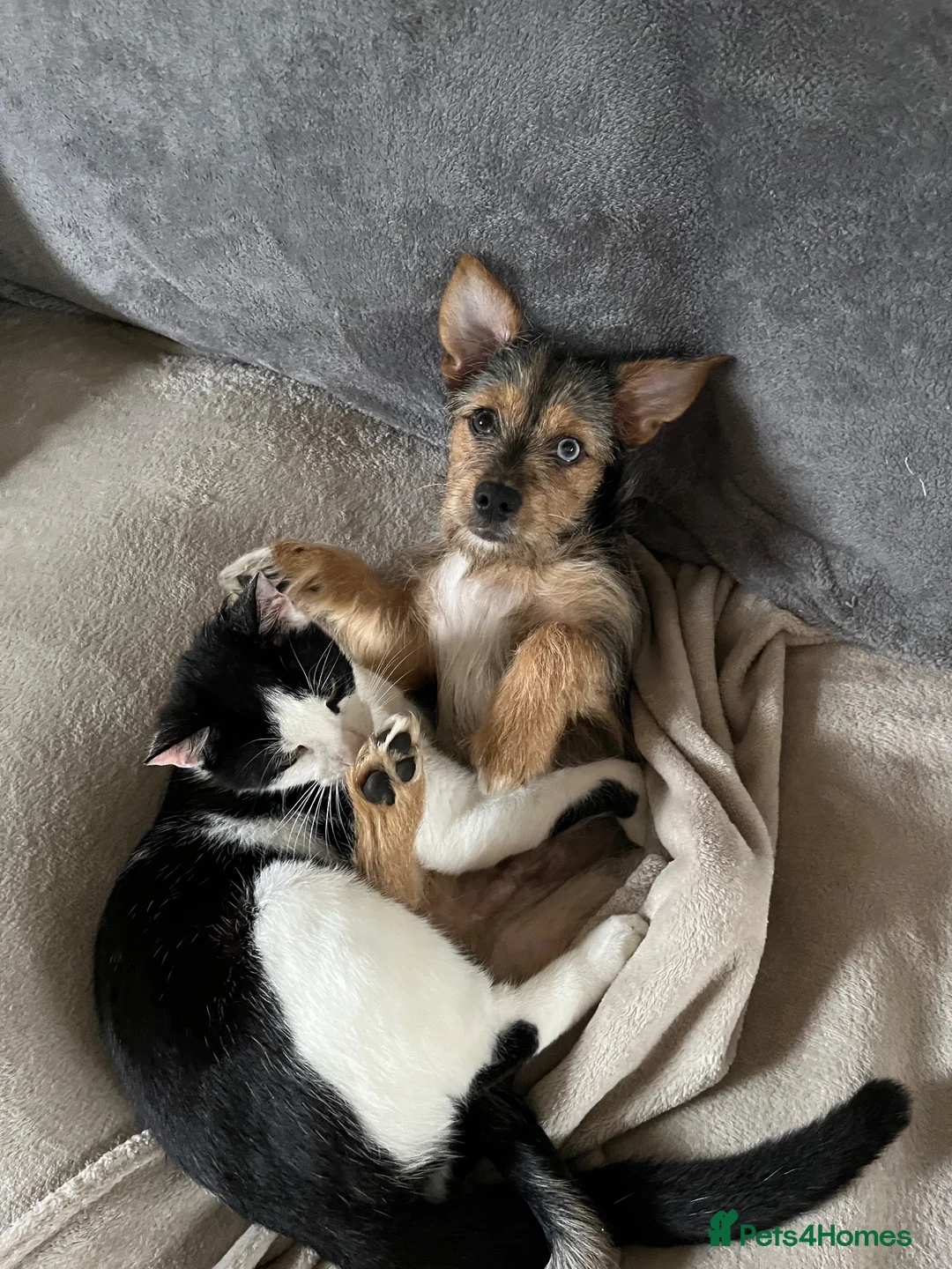 Mixed Breed dogs for sale: Beautiful little Rex  - Advert 5