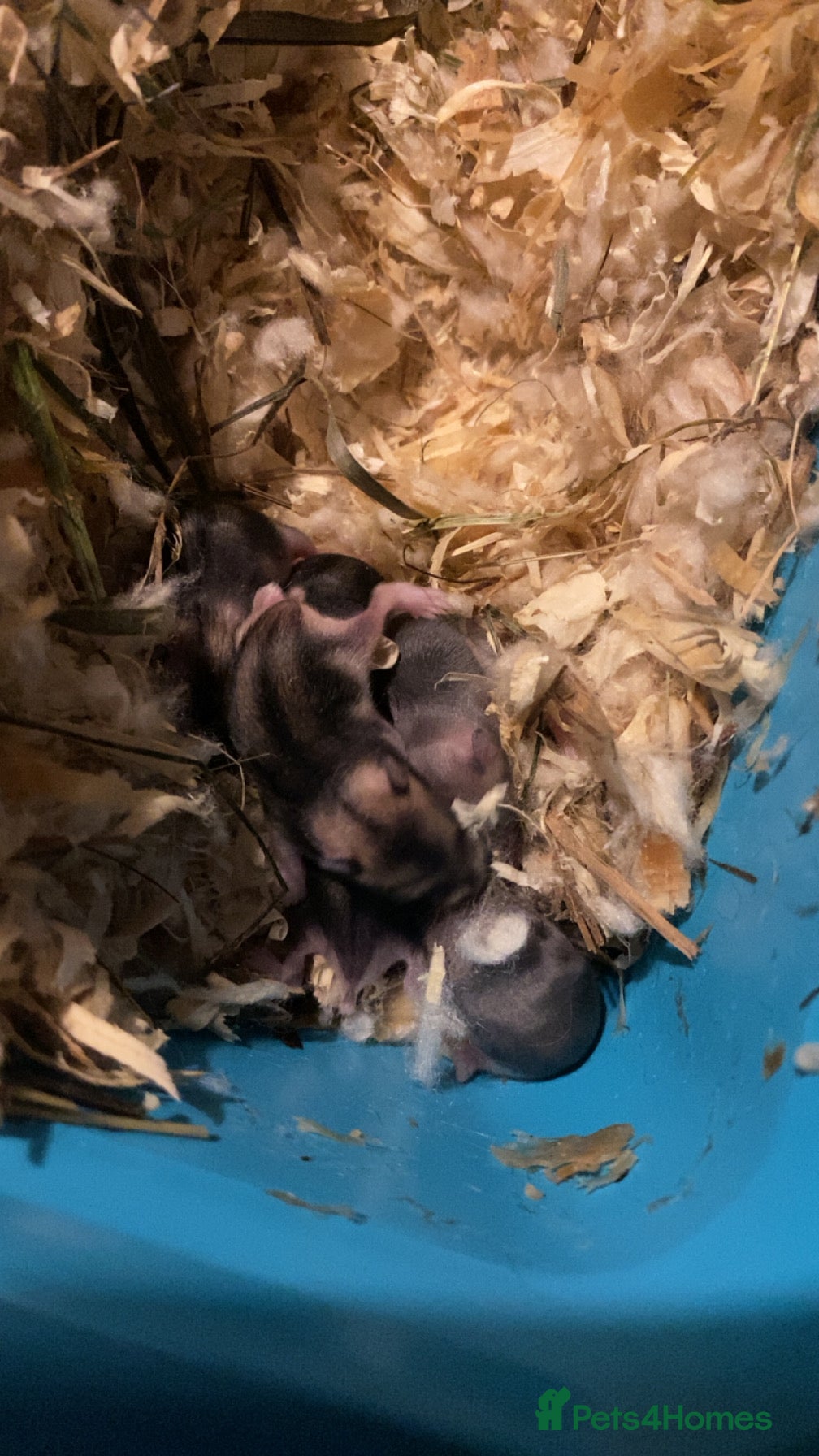 Hamster rodents 2 dwarf hamster baby’s for sale  - Advert 14