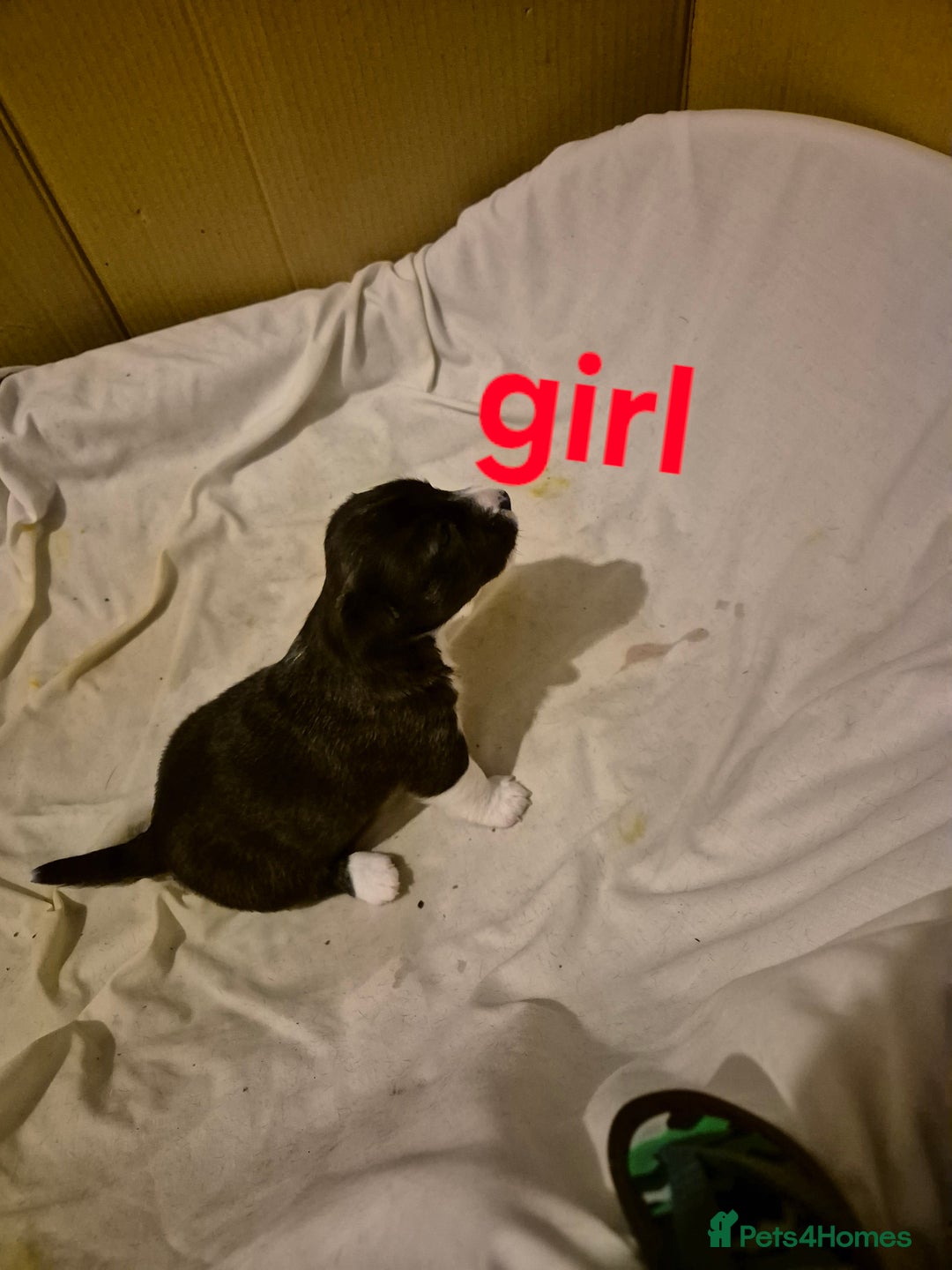 Mixed Breed dogs for sale: Stunning Westie X Jack Russell Puppies  - Advert 5