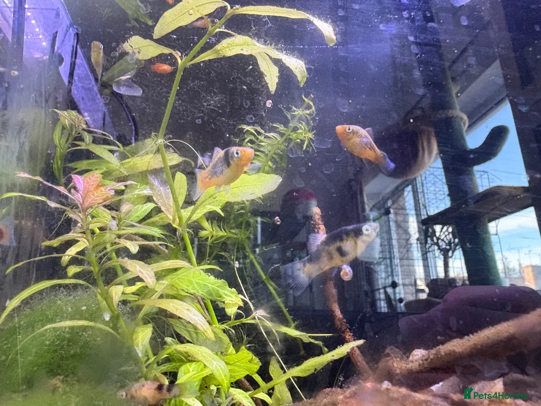 Platies fish for sale: Mixture of platy fish available  in Reading - Advert 1