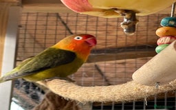 Lovebirds birds for sale: Lovebirds x 8 - Image 4