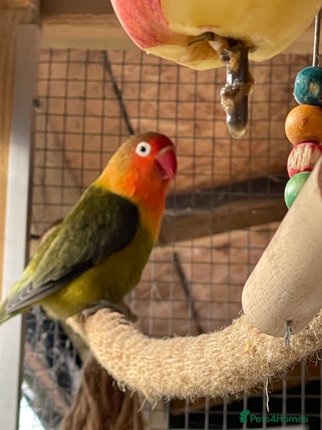 Lovebirds birds for sale: Lovebirds x 8 - Image 4