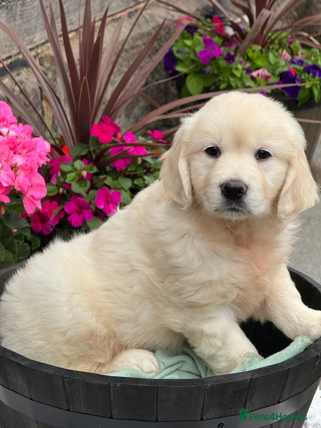 Golden Retriever dogs for sale: 4 left gorgeous kc reg golden retriever puppies  - Image 9