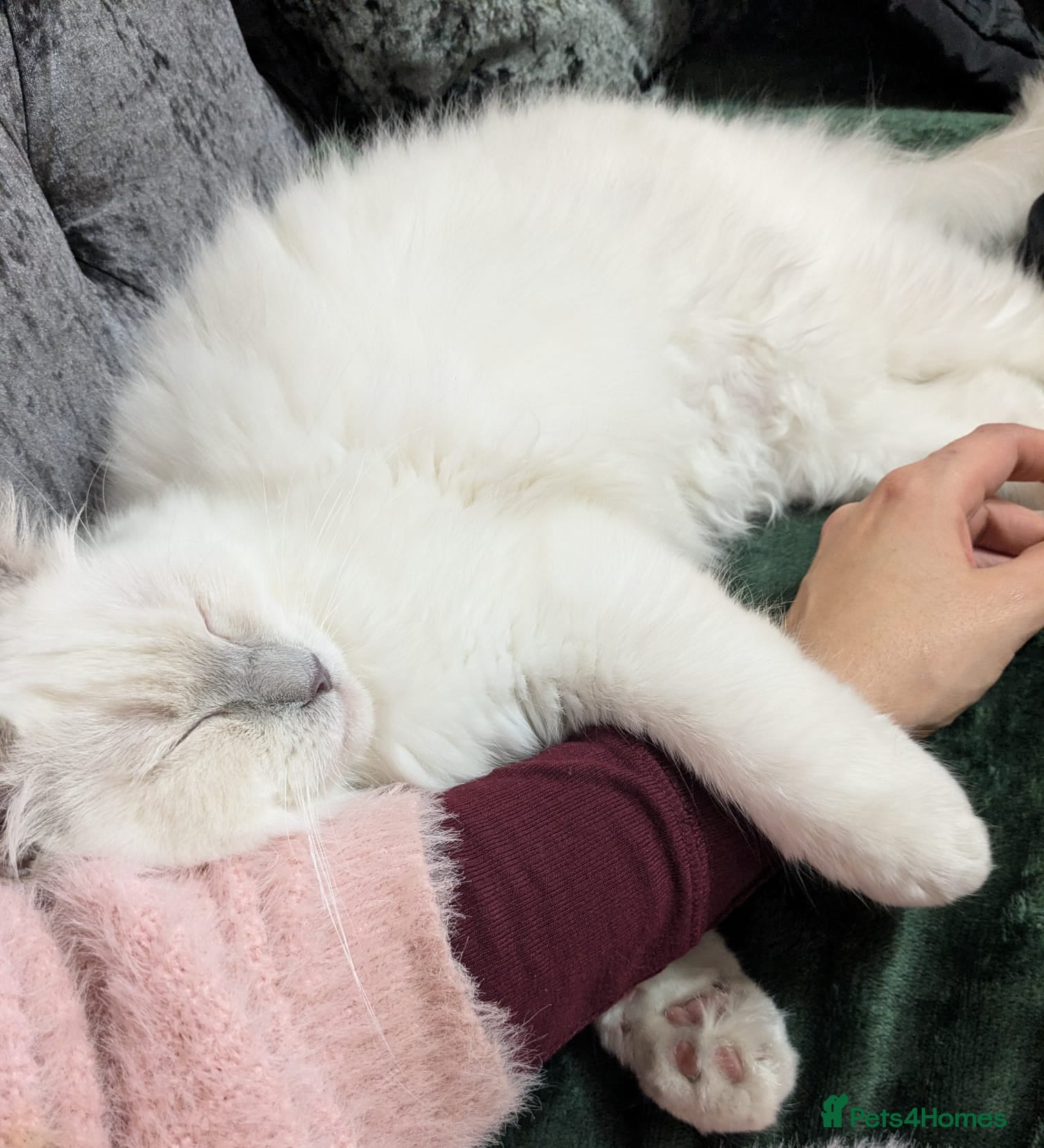 Ragdoll cats ❤️GCCF Registered❤️Lilac Point ragdoll   - Advert 1