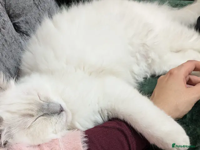 Ragdoll cats ❤️GCCF Registered❤️Lilac Point ragdoll - Advert 1