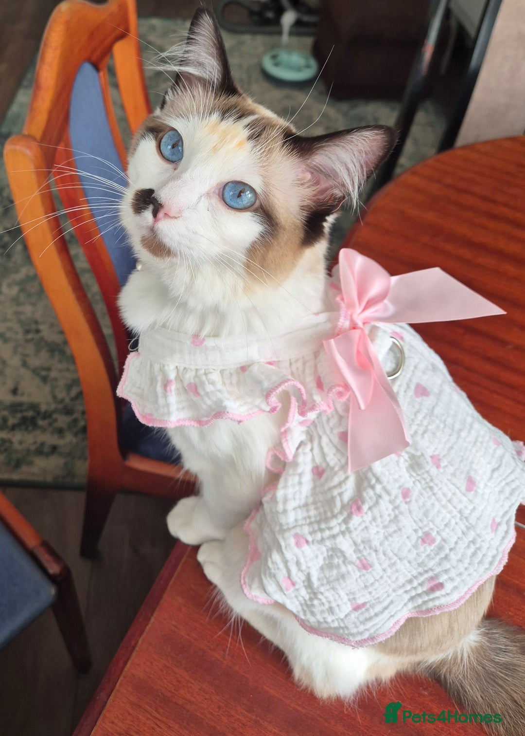Ragdoll cats for sale: OFFERS WELCOME! Ragdoll  BLUE EYES in Blackburn - Image 10