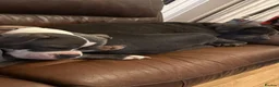 Staffordshire Bull Terrier dogs for sale: Female Staffordshire Bull Terrier Cross in Bournemouth - Advert 2