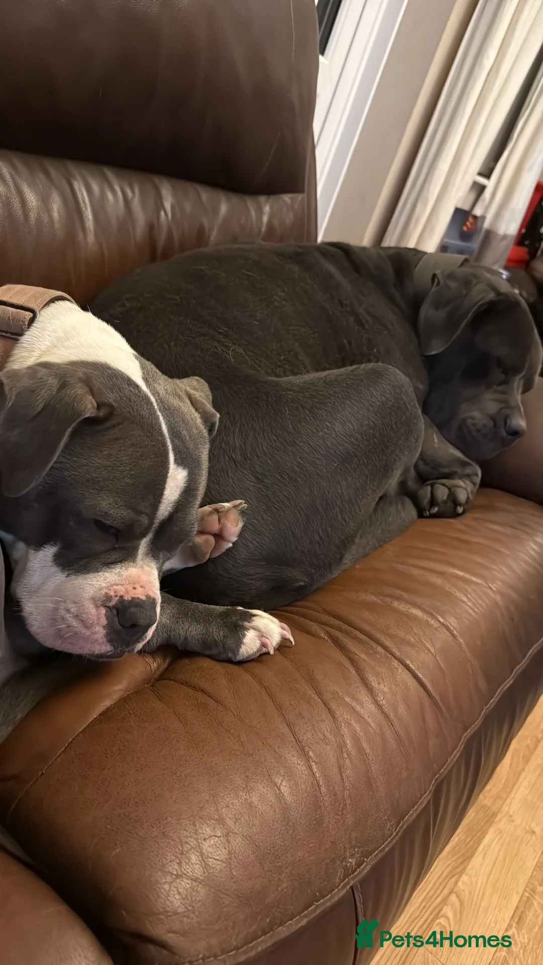 Staffordshire Bull Terrier dogs for sale: Female Staffordshire Bull Terrier Cross in Bournemouth - Advert 2