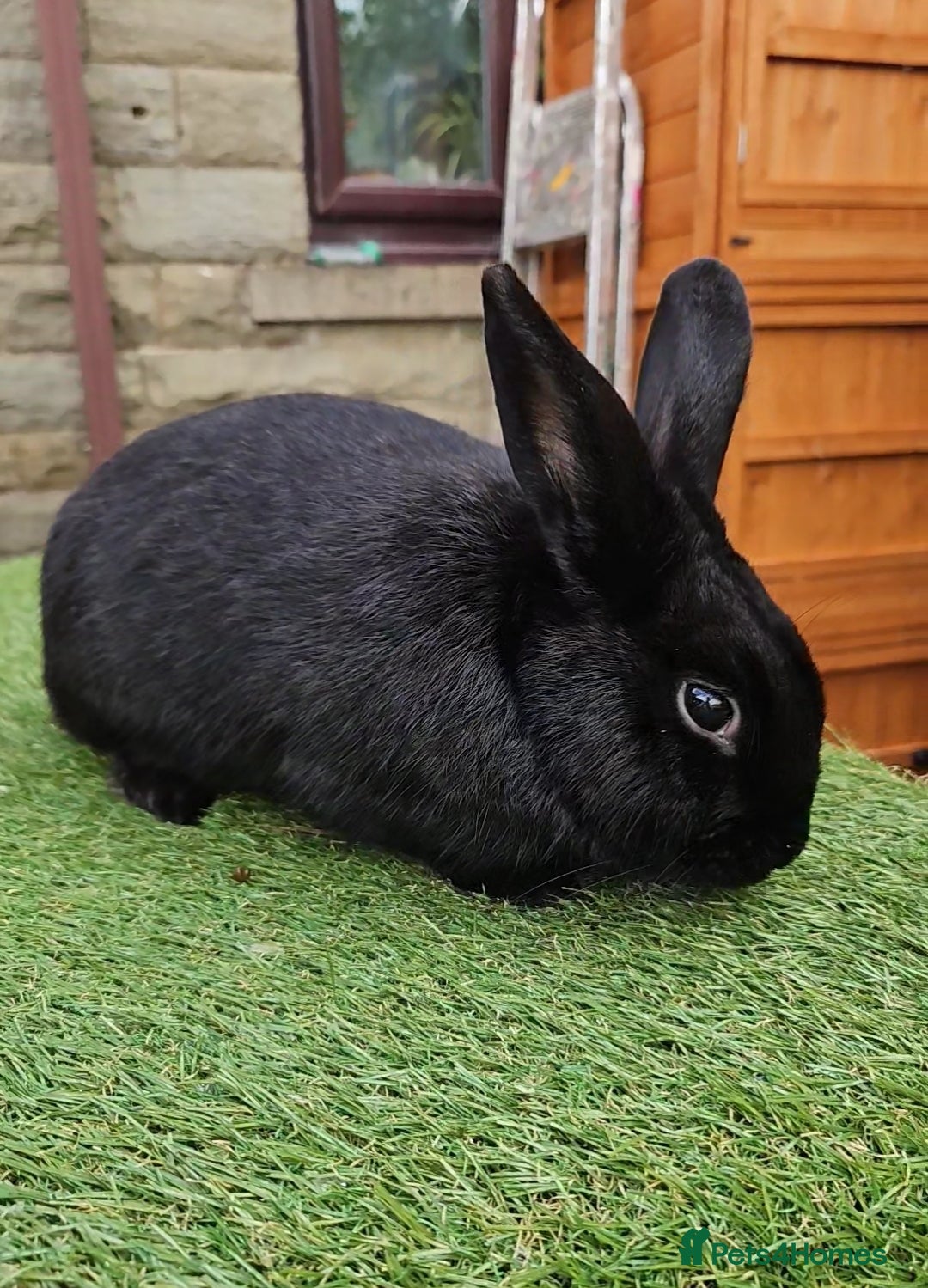 New Zealand rabbits Handsome Boy Looking for His Forever Home - Advert 1