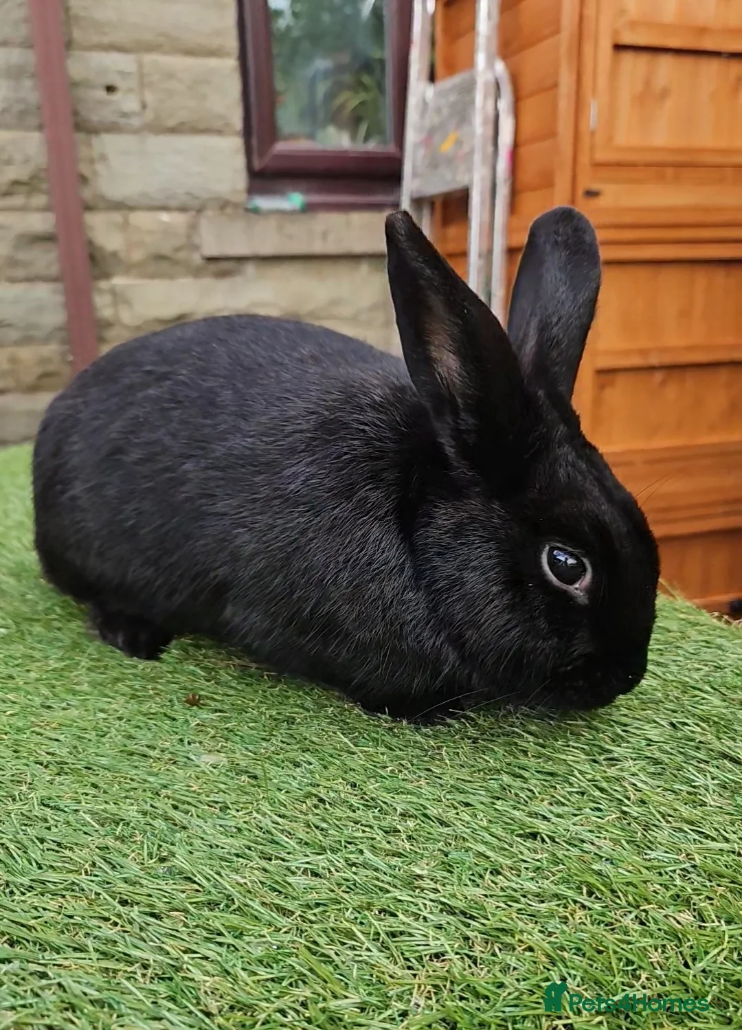 New Zealand rabbits for sale: Handsome Boy Looking for His Forever Home - Advert 1