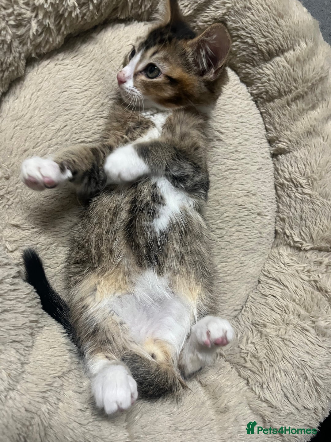 Siberian cats for sale: 🐾 Beautiful Siberian mixed green eyed boy Kitten - Advert 6