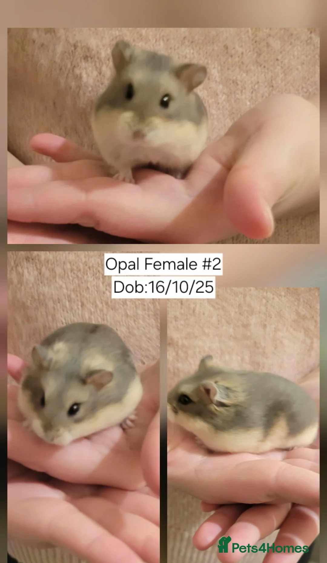 Hamster rodents for sale: 2  pretty Pedigree campbell dwarf hamsters 👀🏡 - Advert 1