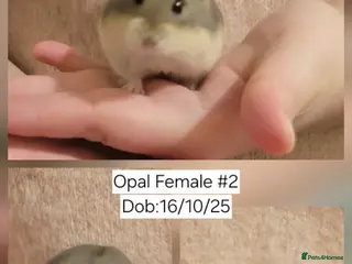 Hamster rodents 1 pretty Pedigree campbell dwarf hamsters 👀🏡 - Advert 2