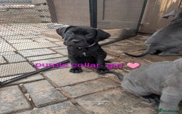 Cane Corso dogs for sale: Cane corso puppies.. - Image 12